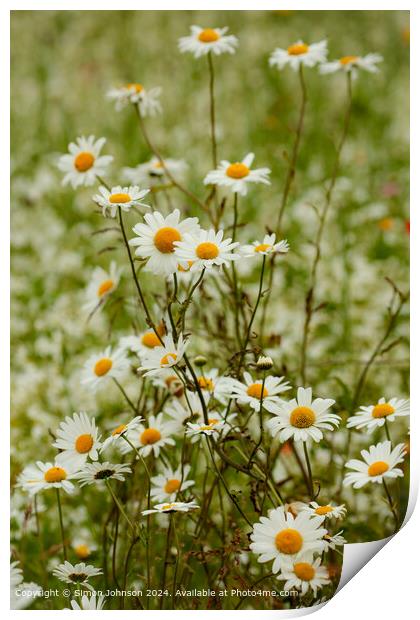Meadow Flowers Cotswolds Nature Print by Simon Johnson