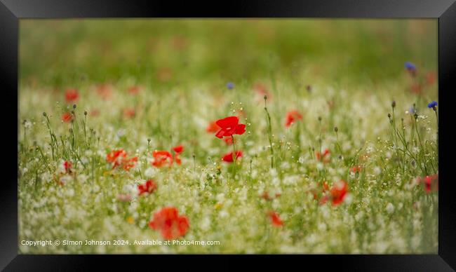 Vibrant Poppies and Meadow Flowers in the Cotswolds Framed Print by Simon Johnson