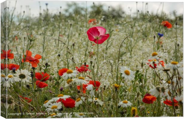 Pink Poppy Meadow, Cotswolds Canvas Print by Simon Johnson
