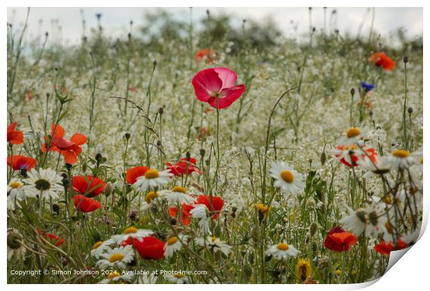 Pink Poppy Meadow, Cotswolds Print by Simon Johnson