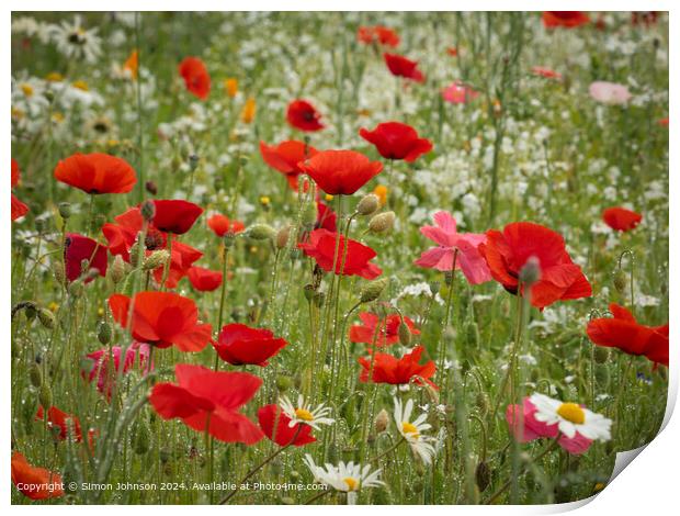 Summer Poppies  Meadow Cotswolds Print by Simon Johnson