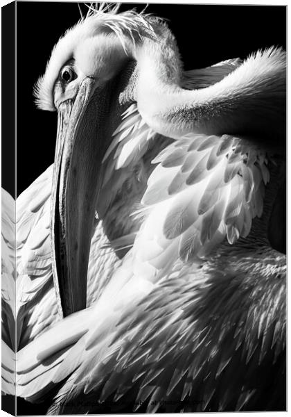Great White Pelican Canvas Print by Mark Phillips