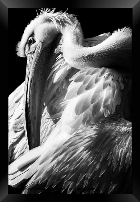 Great White Pelican Framed Print by Mark Phillips