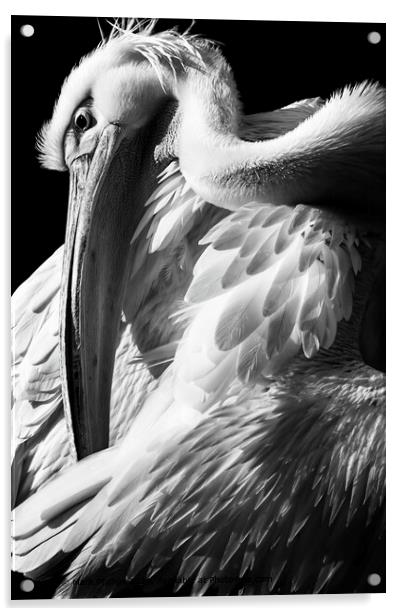 Great White Pelican Acrylic by Mark Phillips