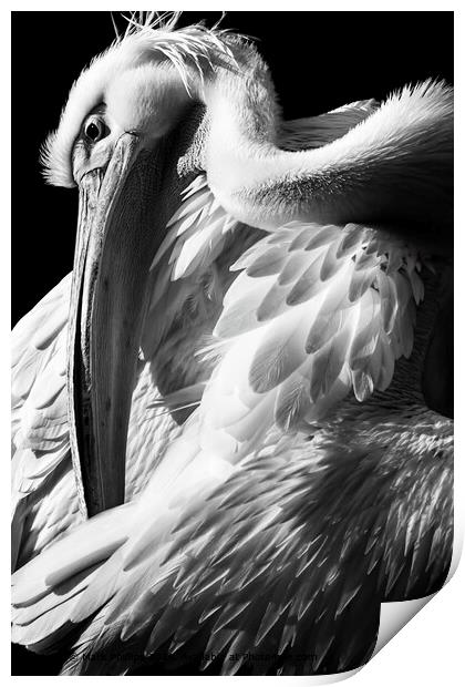 Great White Pelican Print by Mark Phillips