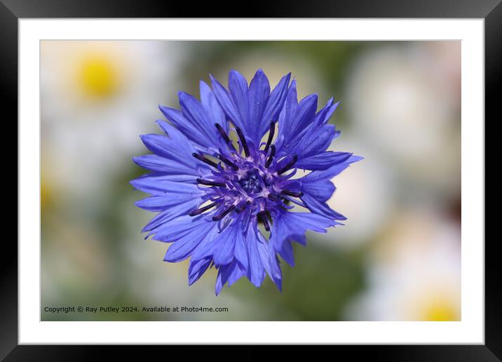 Purple Cornflower Daisy Blur Framed Mounted Print by Ray Putley