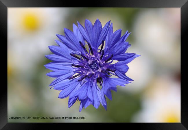 Purple Cornflower Daisy Blur Framed Print by Ray Putley