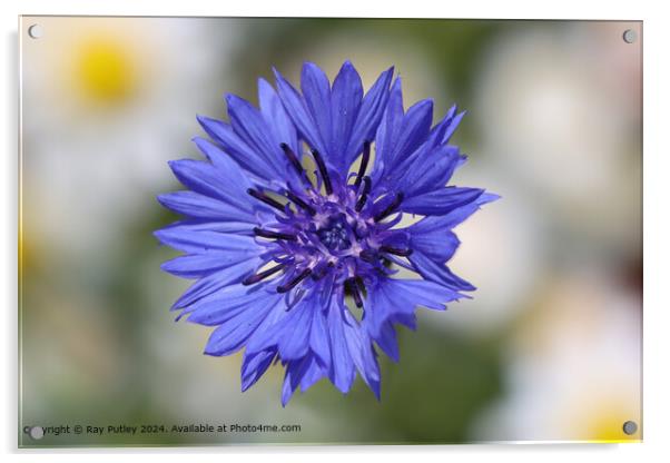 Purple Cornflower Daisy Blur Acrylic by Ray Putley