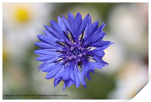 Purple Cornflower Daisy Blur Print by Ray Putley