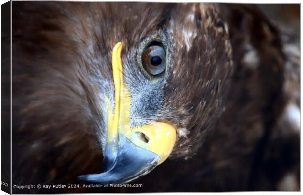 Golden Eagle close up portrait Canvas Print by Ray Putley