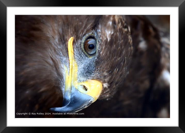 Golden Eagle close up portrait Framed Mounted Print by Ray Putley
