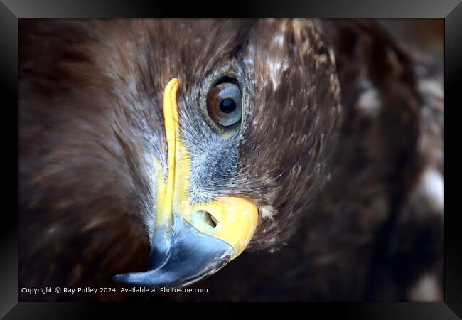 Golden Eagle close up portrait Framed Print by Ray Putley
