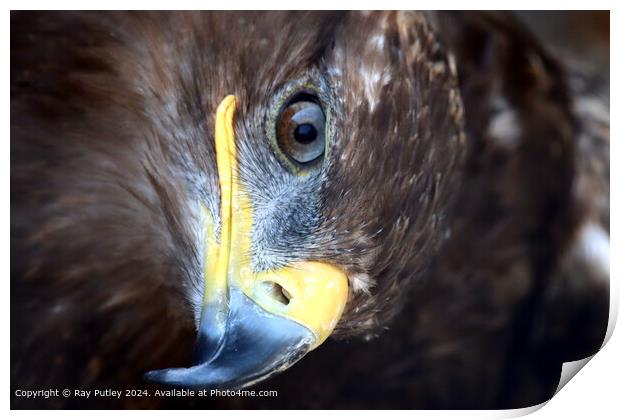 Golden Eagle close up portrait Print by Ray Putley