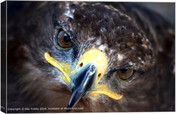 Golden Eagle Close-Up Portrait Canvas Print by Ray Putley