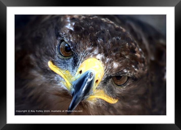 Golden Eagle Close-Up Portrait Framed Mounted Print by Ray Putley
