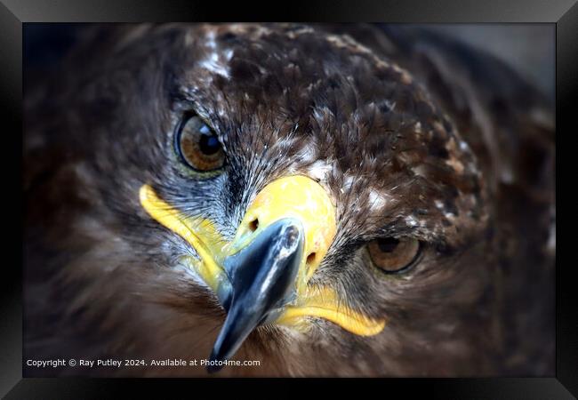 Golden Eagle Close-Up Portrait Framed Print by Ray Putley
