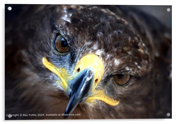 Golden Eagle Close-Up Portrait Acrylic by Ray Putley
