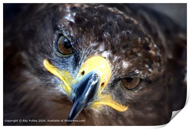 Golden Eagle Close-Up Portrait Print by Ray Putley
