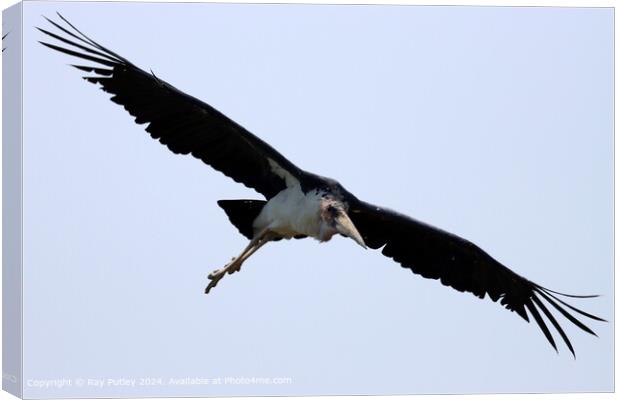 Maribu Stork in Flight Canvas Print by Ray Putley