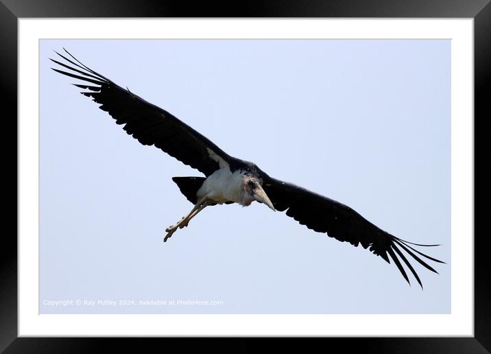 Maribu Stork in Flight Framed Mounted Print by Ray Putley