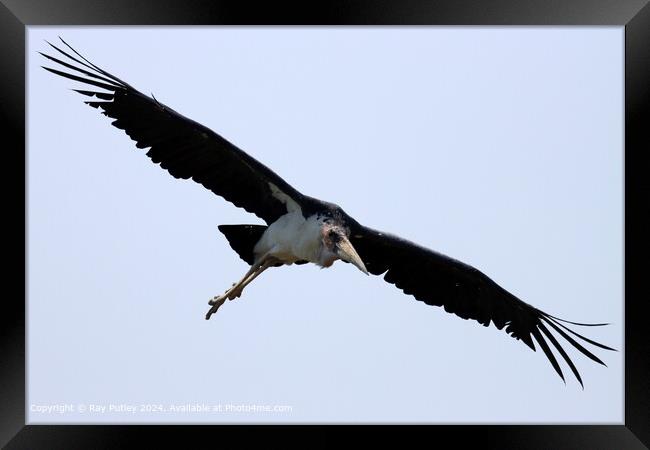 Maribu Stork in Flight Framed Print by Ray Putley