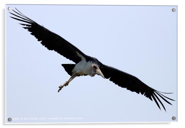 Maribu Stork in Flight Acrylic by Ray Putley