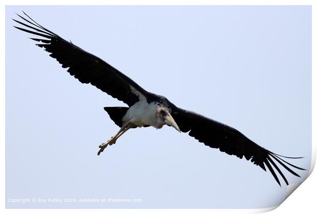 Maribu Stork in Flight Print by Ray Putley