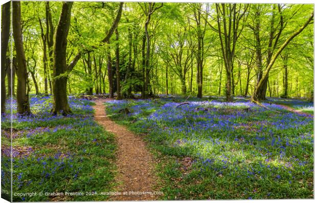 Bluebell Wood Path, Surrey Canvas Print by Graham Prentice