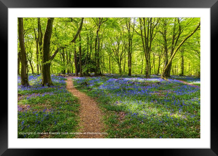 Bluebell Wood Path, Surrey Framed Mounted Print by Graham Prentice