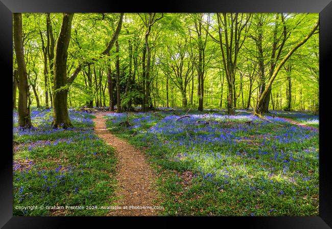Bluebell Wood Path, Surrey Framed Print by Graham Prentice