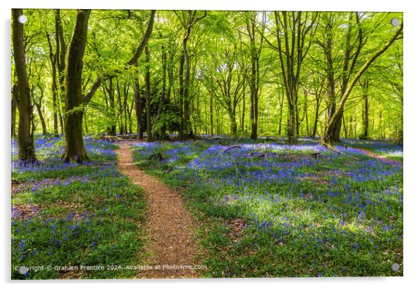 Bluebell Wood Path, Surrey Acrylic by Graham Prentice
