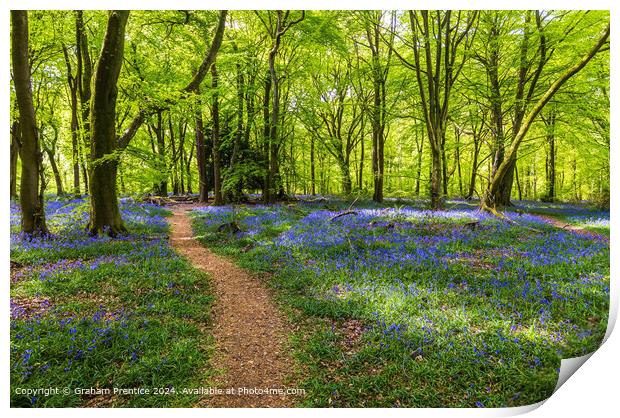 Bluebell Wood Path, Surrey Print by Graham Prentice