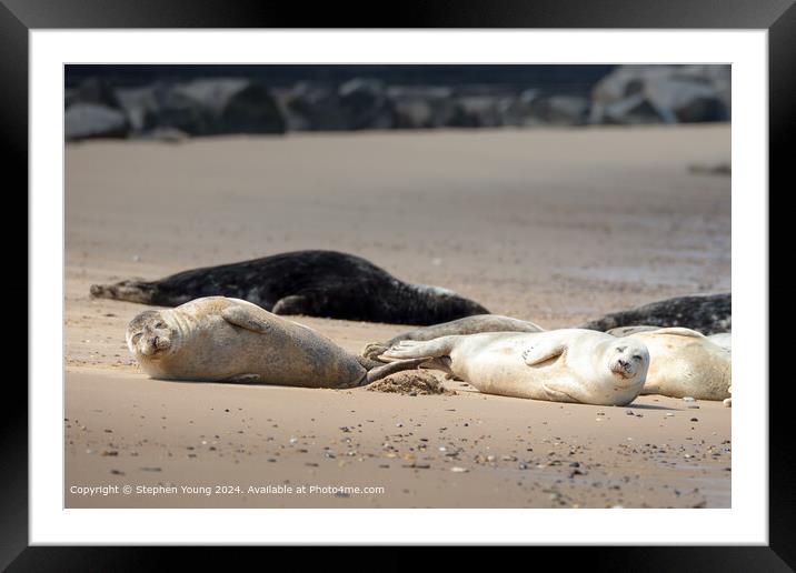Horsey Gap Seal Pups Role in the Sand Framed Mounted Print by Stephen Young
