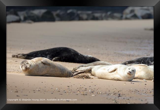 Horsey Gap Seal Pups Role in the Sand Framed Print by Stephen Young