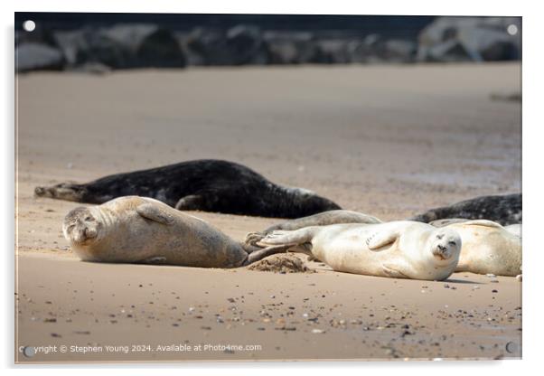 Horsey Gap Seal Pups Role in the Sand Acrylic by Stephen Young