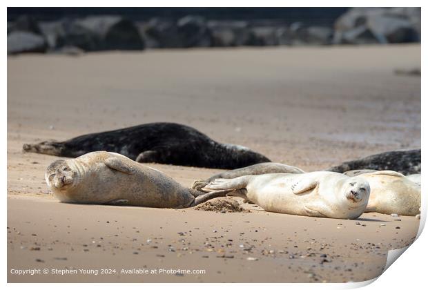 Horsey Gap Seal Pups Role in the Sand Print by Stephen Young