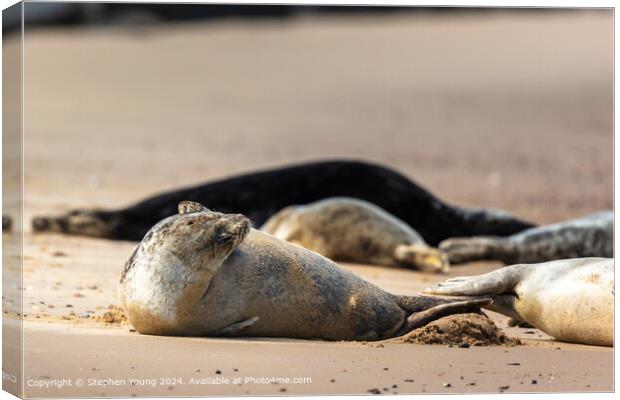 Horsey Gap Seal Pup Itch Canvas Print by Stephen Young