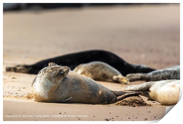Horsey Gap Seal Pup Itch Print by Stephen Young