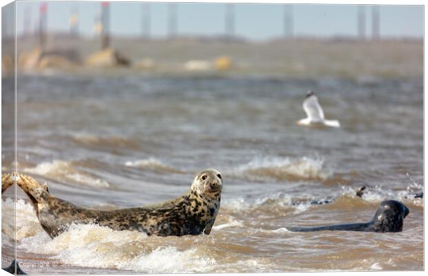 Seal at Horsey Gap Canvas Print by Stephen Young