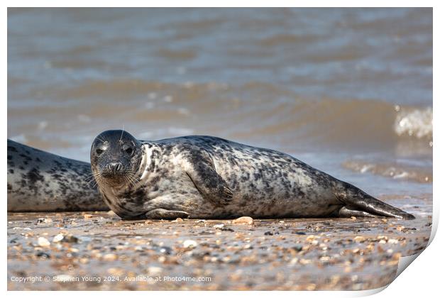 Horsey Gap Seal Print by Stephen Young