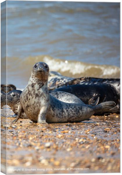 Seal at Horsey Gap Canvas Print by Stephen Young