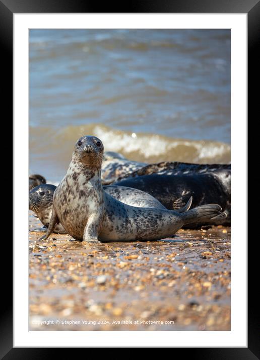 Seal at Horsey Gap Framed Mounted Print by Stephen Young