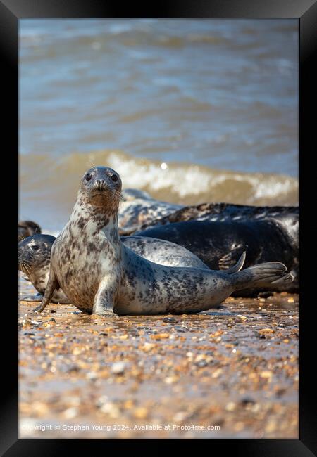 Seal at Horsey Gap Framed Print by Stephen Young