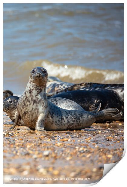 Seal at Horsey Gap Print by Stephen Young