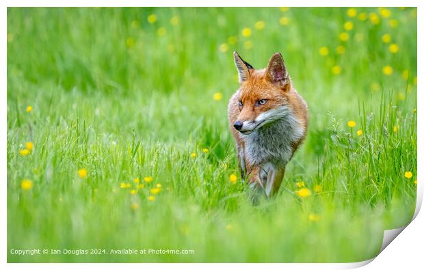 Fox Forest Green Print by Ian Douglas
