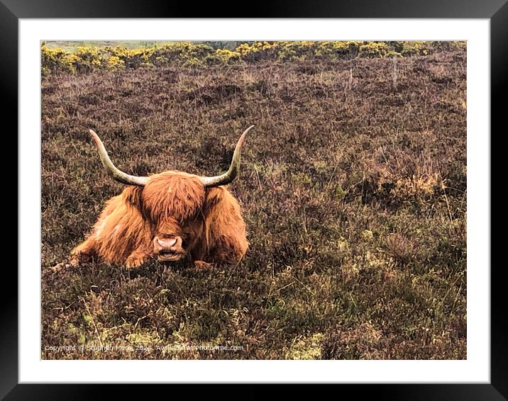 Highland Cow Framed Mounted Print by Stephen Munn