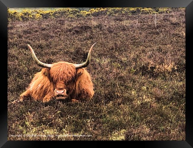 Highland Cow Framed Print by Stephen Munn