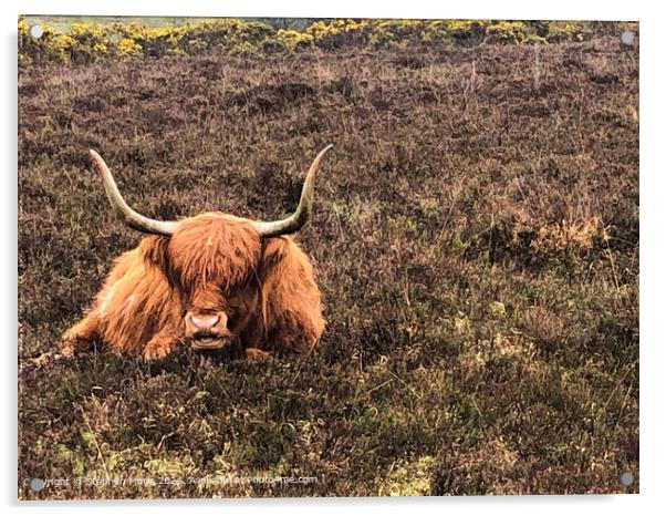 Highland Cow Acrylic by Stephen Munn
