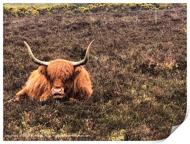 Highland Cow Print by Stephen Munn
