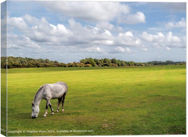 New Forest Pony Canvas Print by Stephen Munn